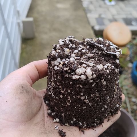 Substantiva 1 growlog timeline photo