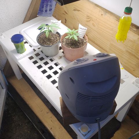 Substantiva 1 growlog timeline photo