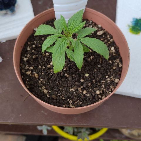 Substantiva 1 growlog timeline photo