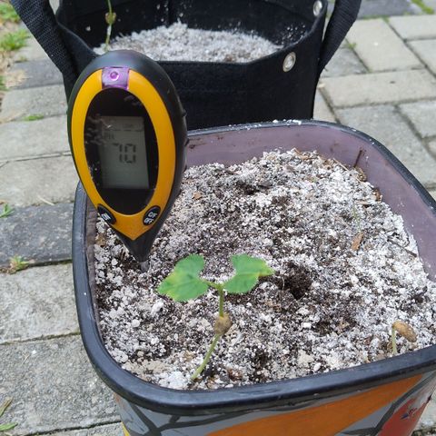 Substantiva 1 growlog timeline photo