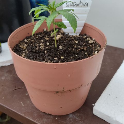 Substantiva 1 growlog timeline photo
