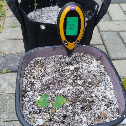 Substantiva 1 growlog timeline photo