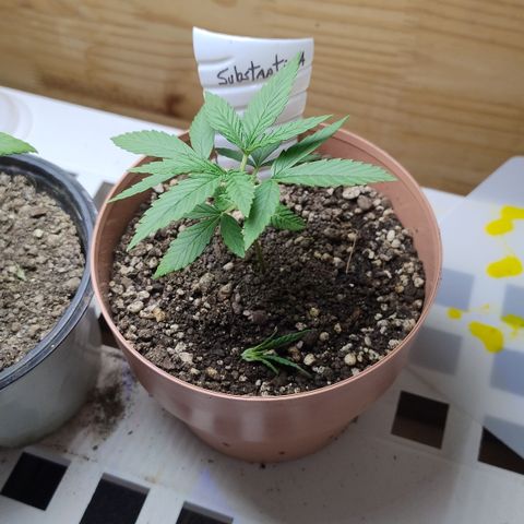 Substantiva 1 growlog timeline photo