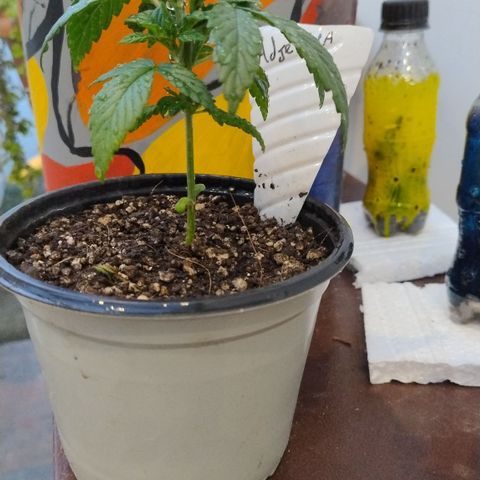 Adjetiva growlog timeline photo