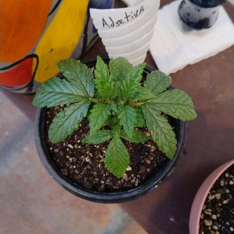 Adjetiva growlog timeline photo