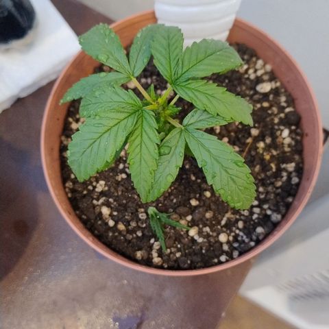 Substantiva 1 growlog timeline photo
