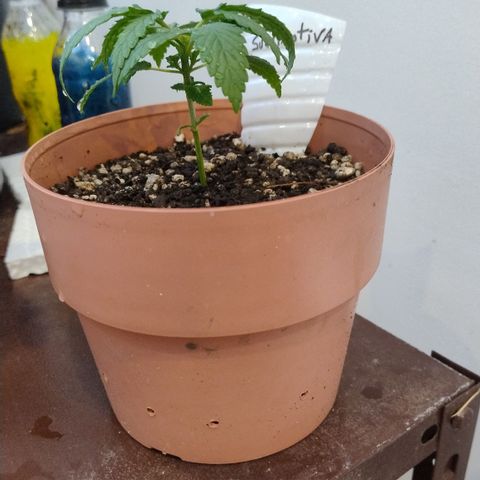 Substantiva 1 growlog timeline photo