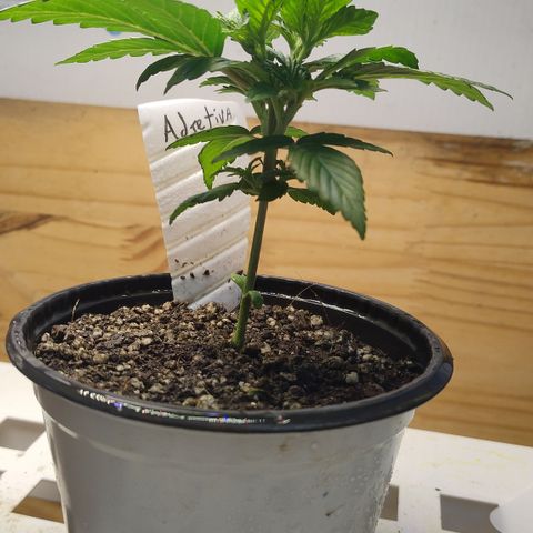 Adjetiva growlog timeline photo