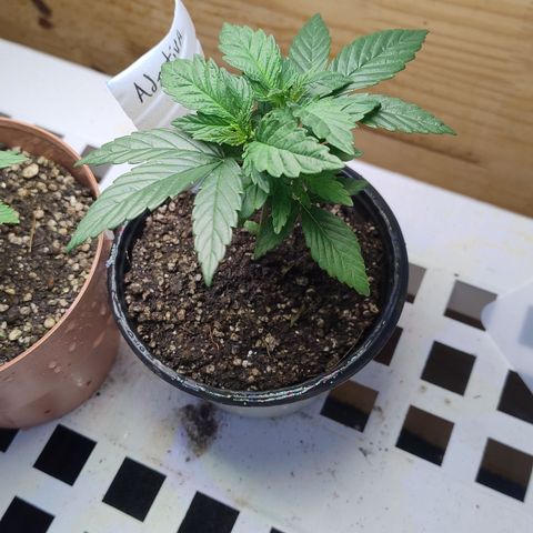 Adjetiva growlog timeline photo