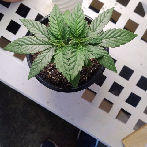 Adjetiva growlog timeline photo