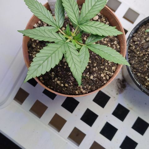 Substantiva 1 growlog timeline photo