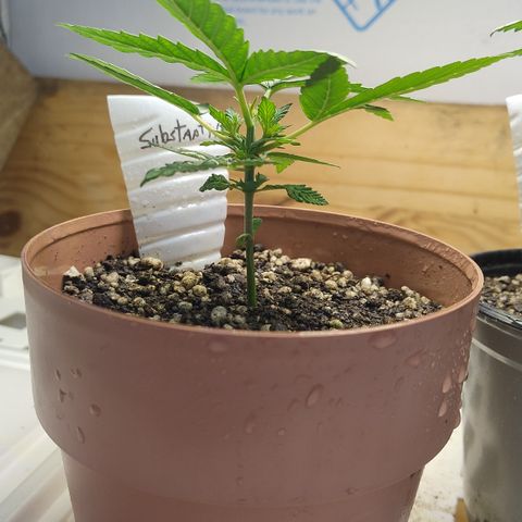 Substantiva 1 growlog timeline photo