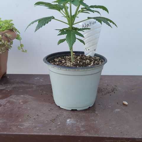 Adjetiva growlog timeline photo