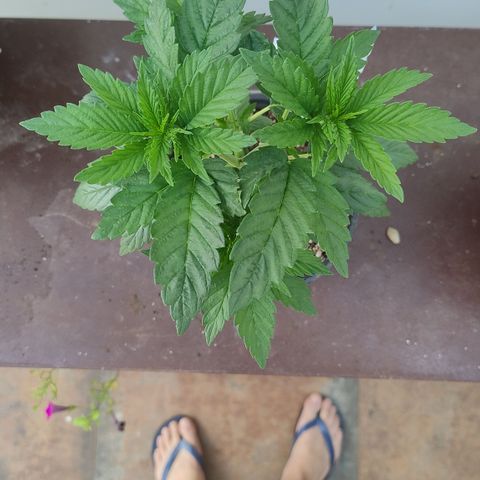 Adjetiva growlog timeline photo