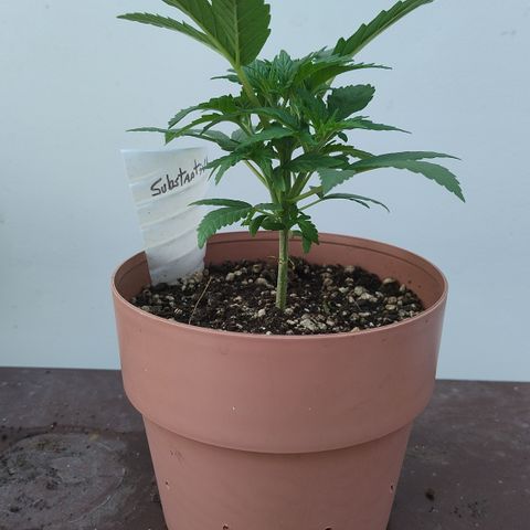 Substantiva 1 growlog timeline photo