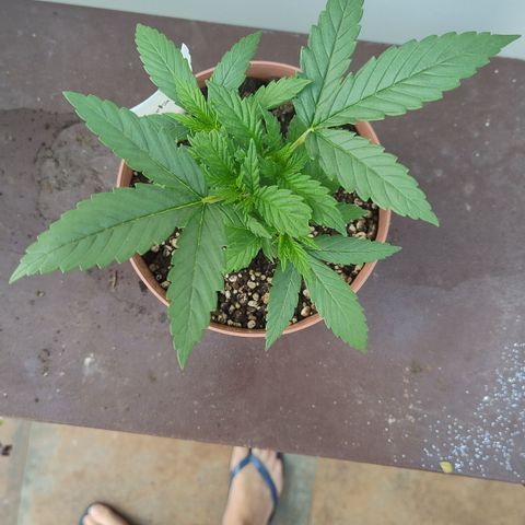 Substantiva 1 growlog timeline photo