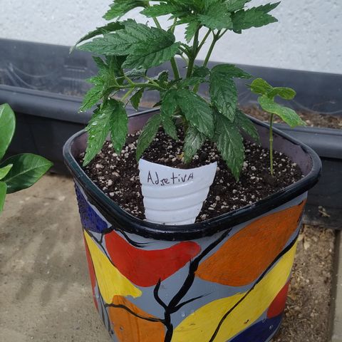 Adjetiva growlog photo: Transplante