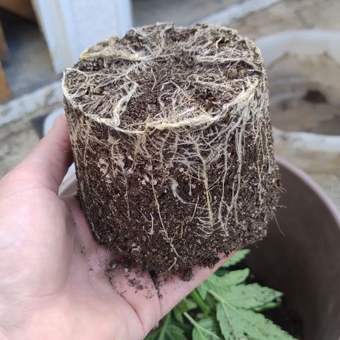 Adjetiva growlog photo: Transplante