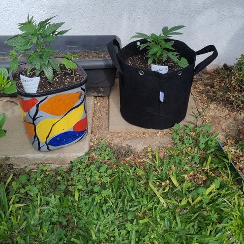 Substantiva 1 growlog photo: Transplante
