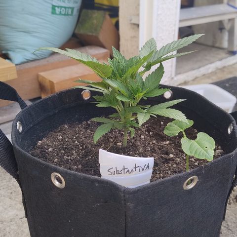 Substantiva 1 growlog photo: Transplante