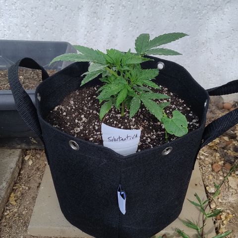 Substantiva 1 growlog photo: Transplante