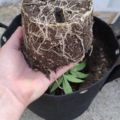 Substantiva 1 growlog photo: Transplante