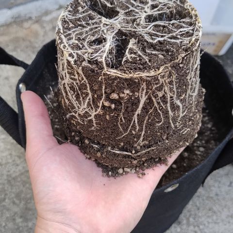 Substantiva 1 growlog photo: Transplante