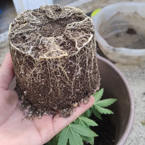 Adjetiva growlog photo: Transplante