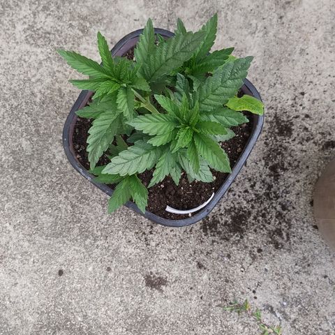 Adjetiva growlog photo: Transplante