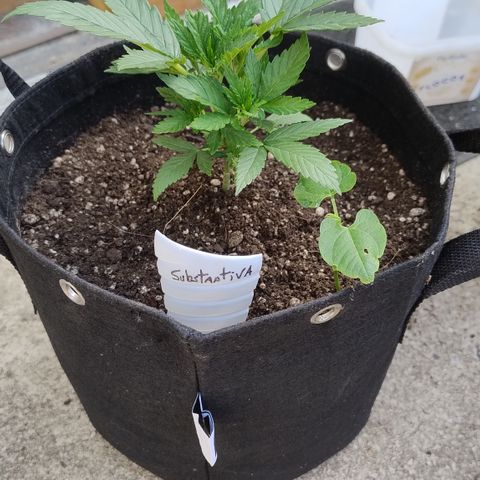 Substantiva 1 growlog photo: Transplante