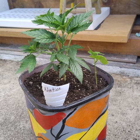 Adjetiva growlog photo: Transplante