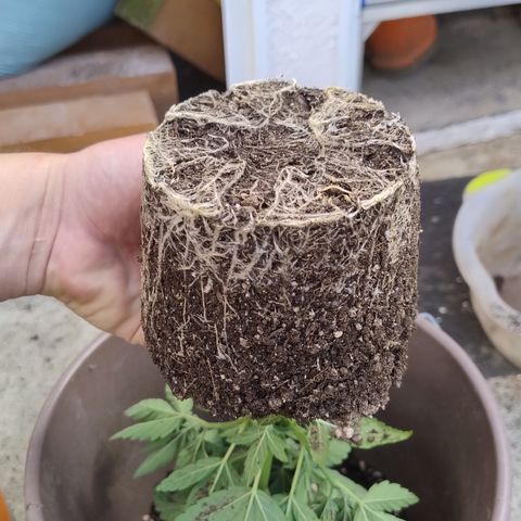 Adjetiva growlog photo: Transplante
