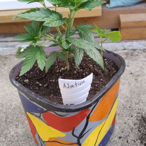 Adjetiva growlog photo: Transplante