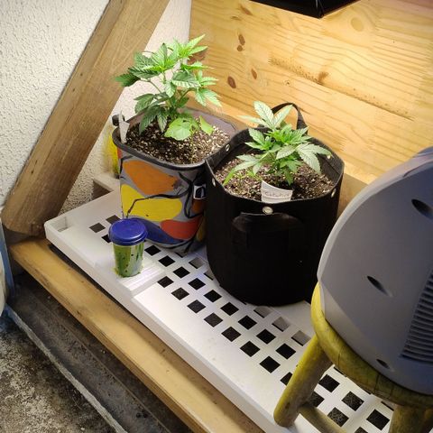 Substantiva 1 growlog timeline photo