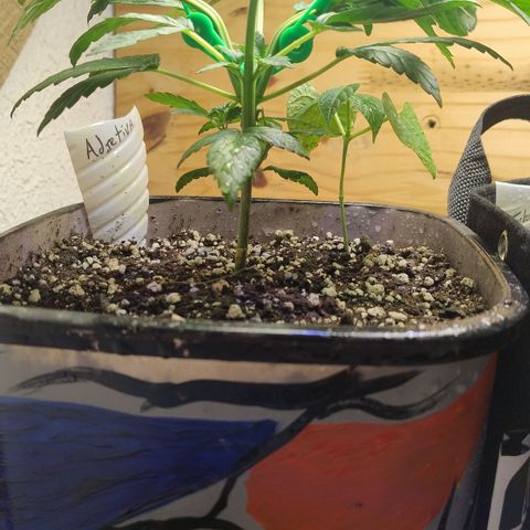 Adjetiva growlog photo: Lst