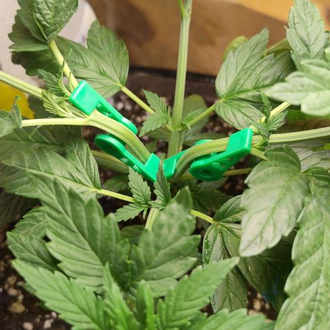 Adjetiva growlog photo: Lst