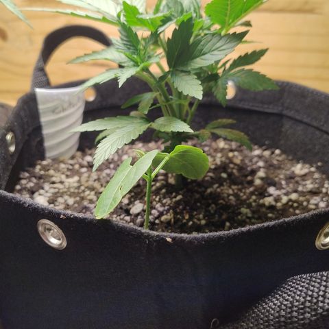 Substantiva 1 growlog timeline photo