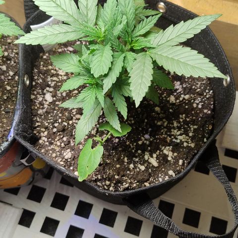 Substantiva 1 growlog timeline photo