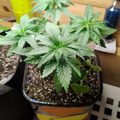 Adjetiva growlog timeline photo