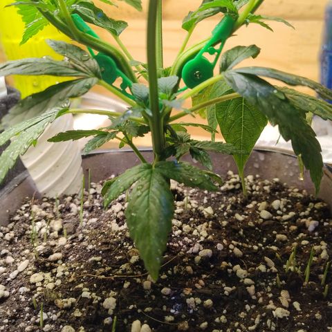 Adjetiva growlog timeline photo