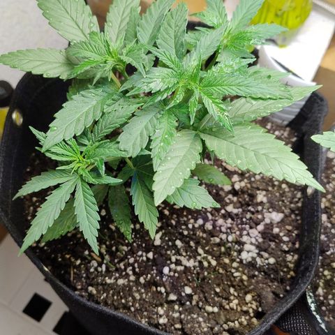 Substantiva 1 growlog timeline photo