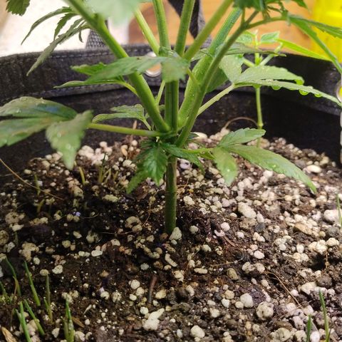 Substantiva 1 growlog timeline photo