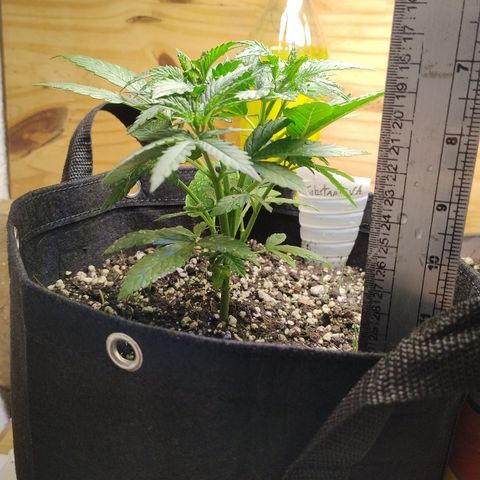 Substantiva 1 growlog timeline photo