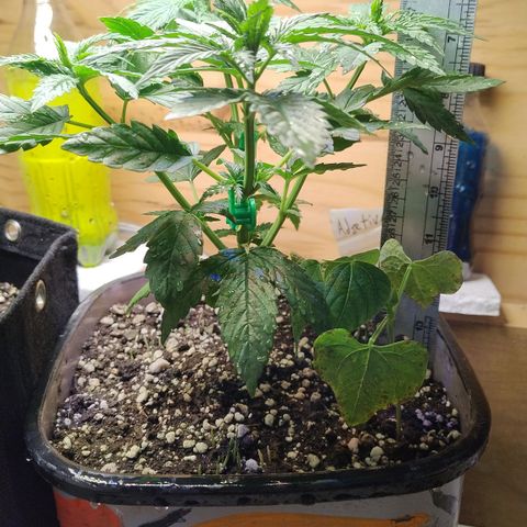 Adjetiva growlog timeline photo