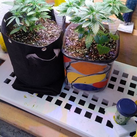 Substantiva 1 growlog timeline photo