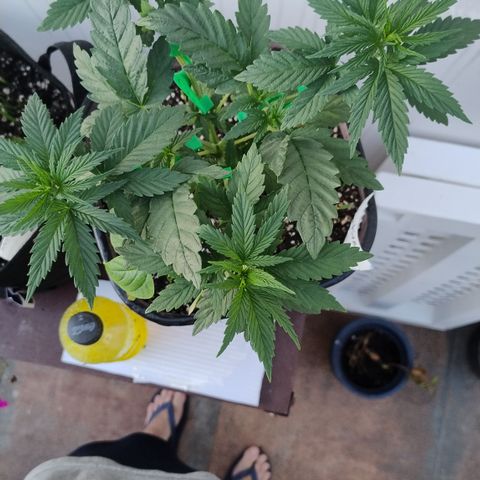 Adjetiva growlog timeline photo