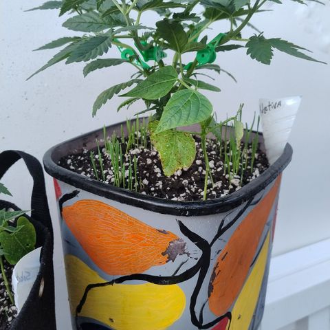 Adjetiva growlog timeline photo