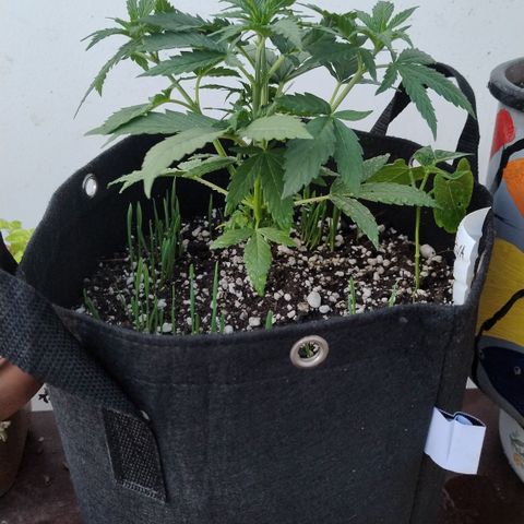 Substantiva 1 growlog timeline photo