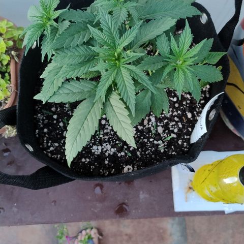 Substantiva 1 growlog timeline photo