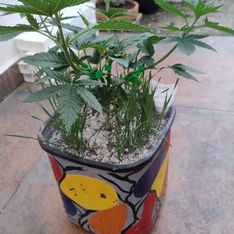Adjetiva growlog photo: Registro